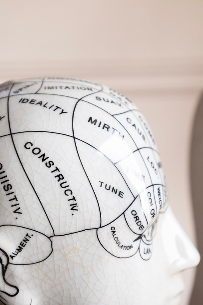 Phrenology Head Ornament / Bookends