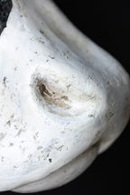 Large Faux Cow Head Wall Art