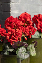 Potted Faux Red Geranium