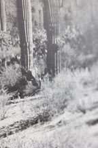 Wild West Cactus Art Print