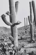 Wild West Cactus Art Print