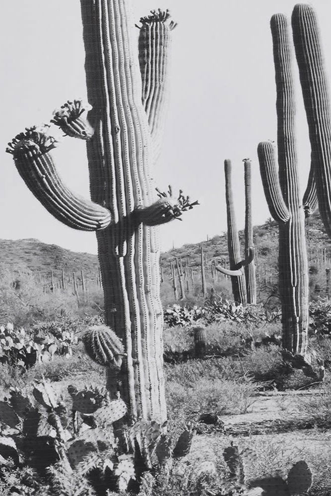 Wild West Cactus Art Print